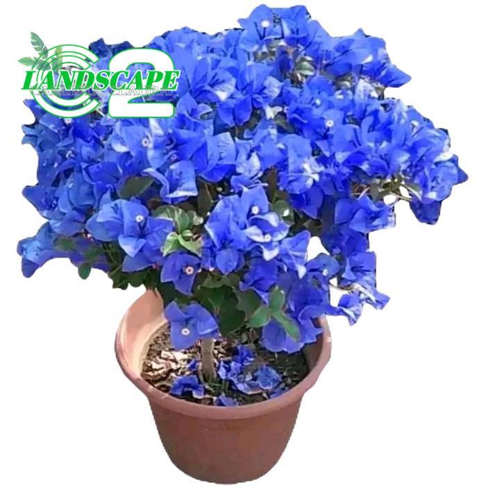 tanamanhias bunga bugenvil - bunga bugenvil - bunga kertas - tanaman bunga kertas Biru