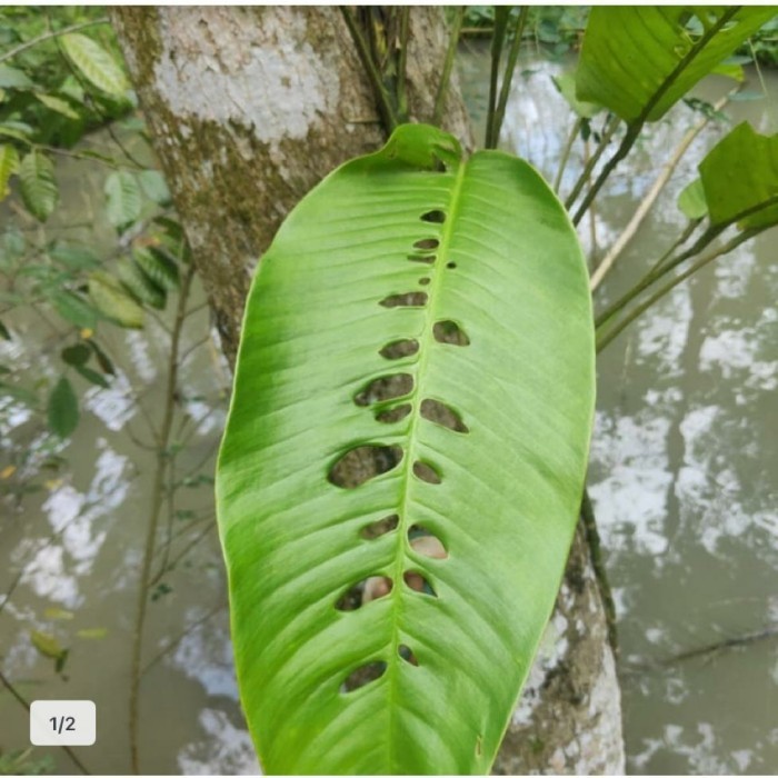Duda Bolong Tanaman Hias Duda Bolong Megasperma Duda Bolong Dewasa
