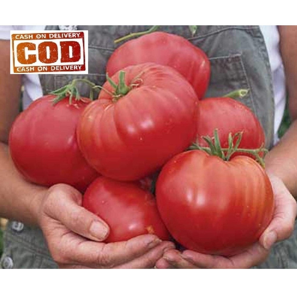 Kadar kecambah 95%-TOMAT JUMBO ISI 50 BIJI - BIJI BUAH / BIJI SAYUR / TOMAT RAKSASA / BENIH / BIBIT 