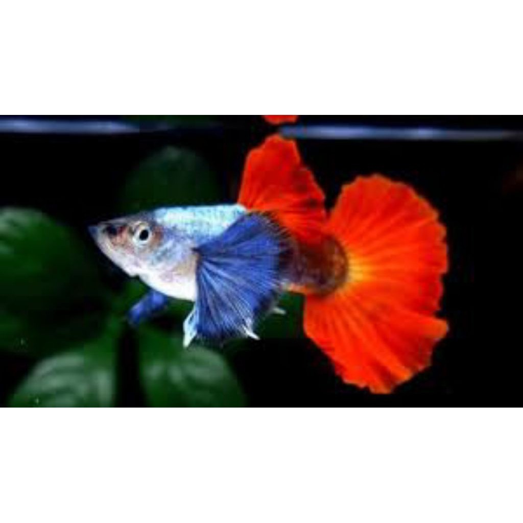 Hiasaan aquarium Guppy PRTDE 4 jantan 2 betina
