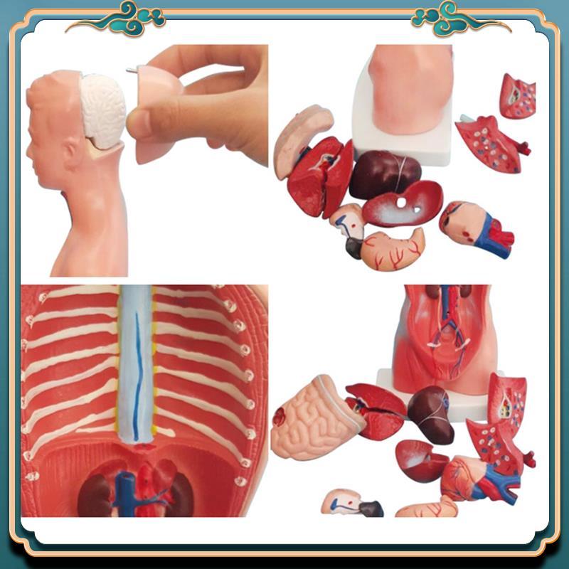 (New)-Torso Mannequin Anatomy Doll 15 Removable Parts Educational Organ Model Human Internal Organ A