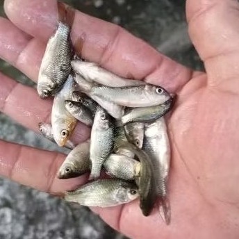 bibit ikan mas ukuran satu jari per 100 ekor
