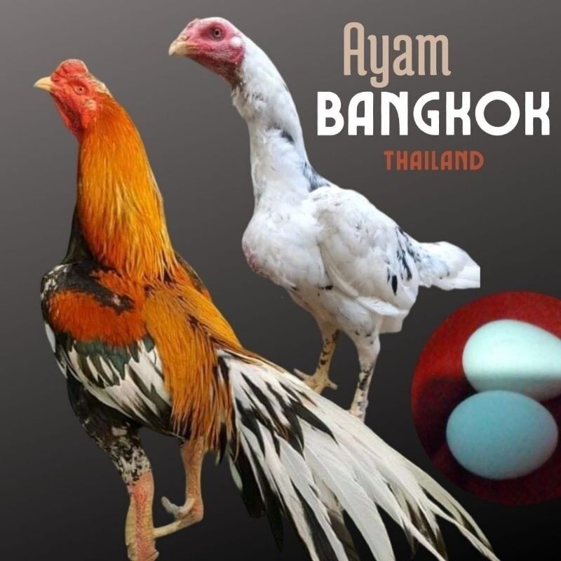 Telur ayam Bangkok Thailand fertil siap untuk ditetaska