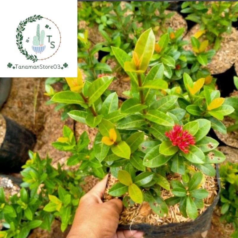 Tanaman bunga asoka india pohon soka india bunga merah