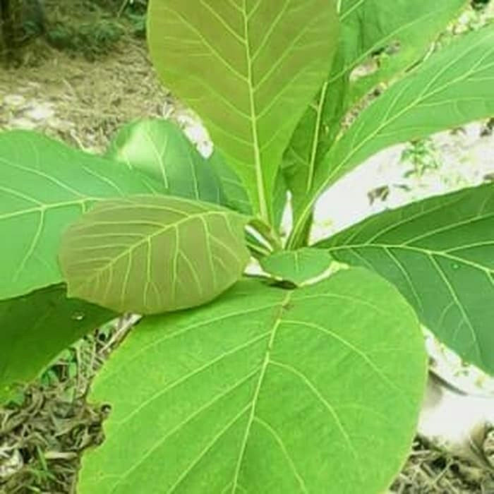 Daun jati segar 1kg - daun jati pilihan fresh    Saung_Pilemburan