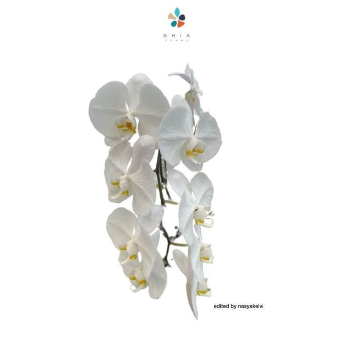 Bunga Anggrek Bulan Asli dewasa siap berbunga - bunga hias anggrek bulan - PUTIH