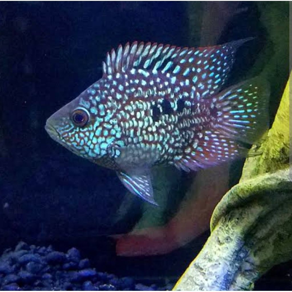 Hias ikan Texas Hiasan tankmate aquarium cichlid lucu gemes