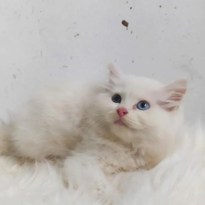 kucing odd eyes (mata biru kuning)