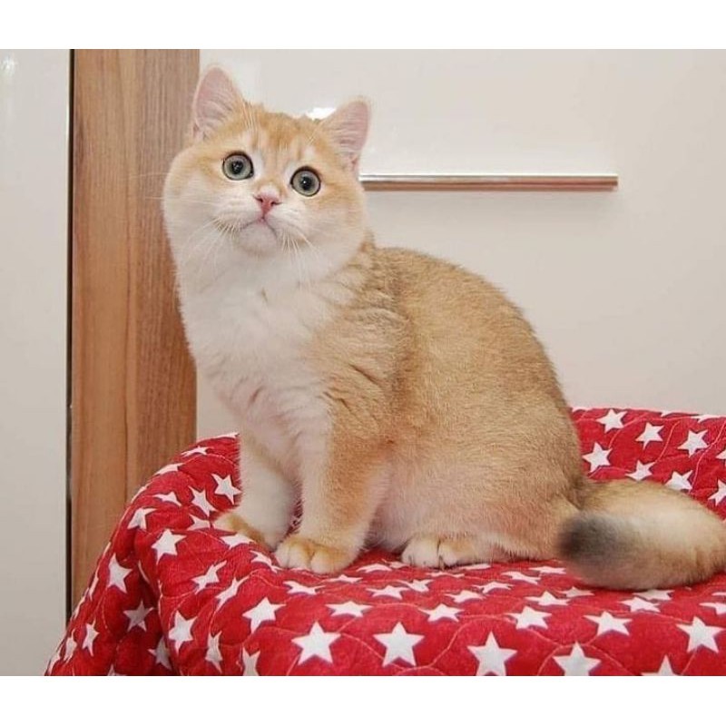 kucing import British shorthair jantan betina ready