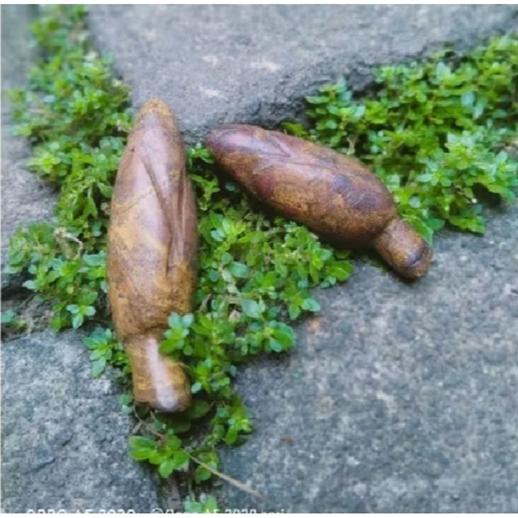 Batu alam kembang kantil