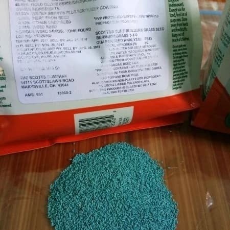 Benih rumput gajah mini - golf & jepang Rumput Jepang Hidup