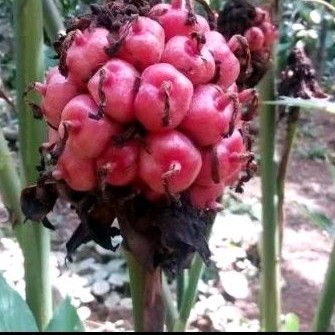 honje / buah honje segar 1kg