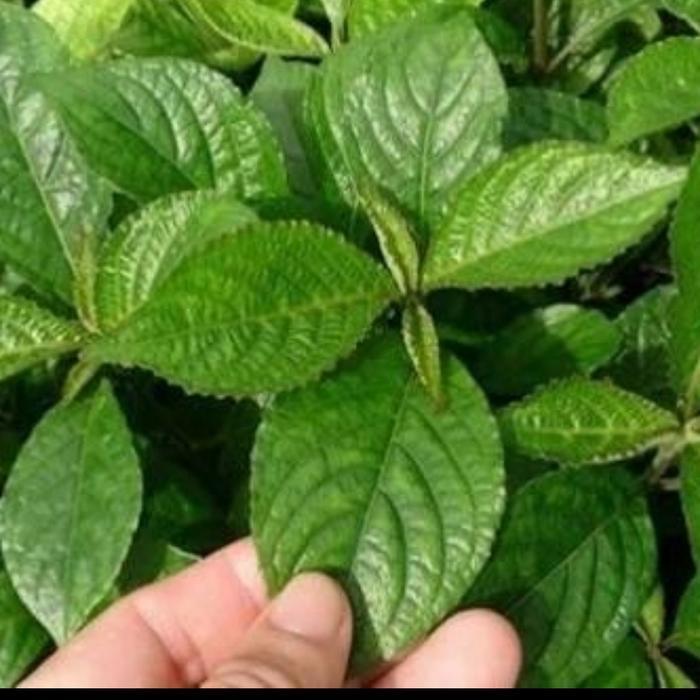 daun keji beling,pecah beling fresh obat herbal