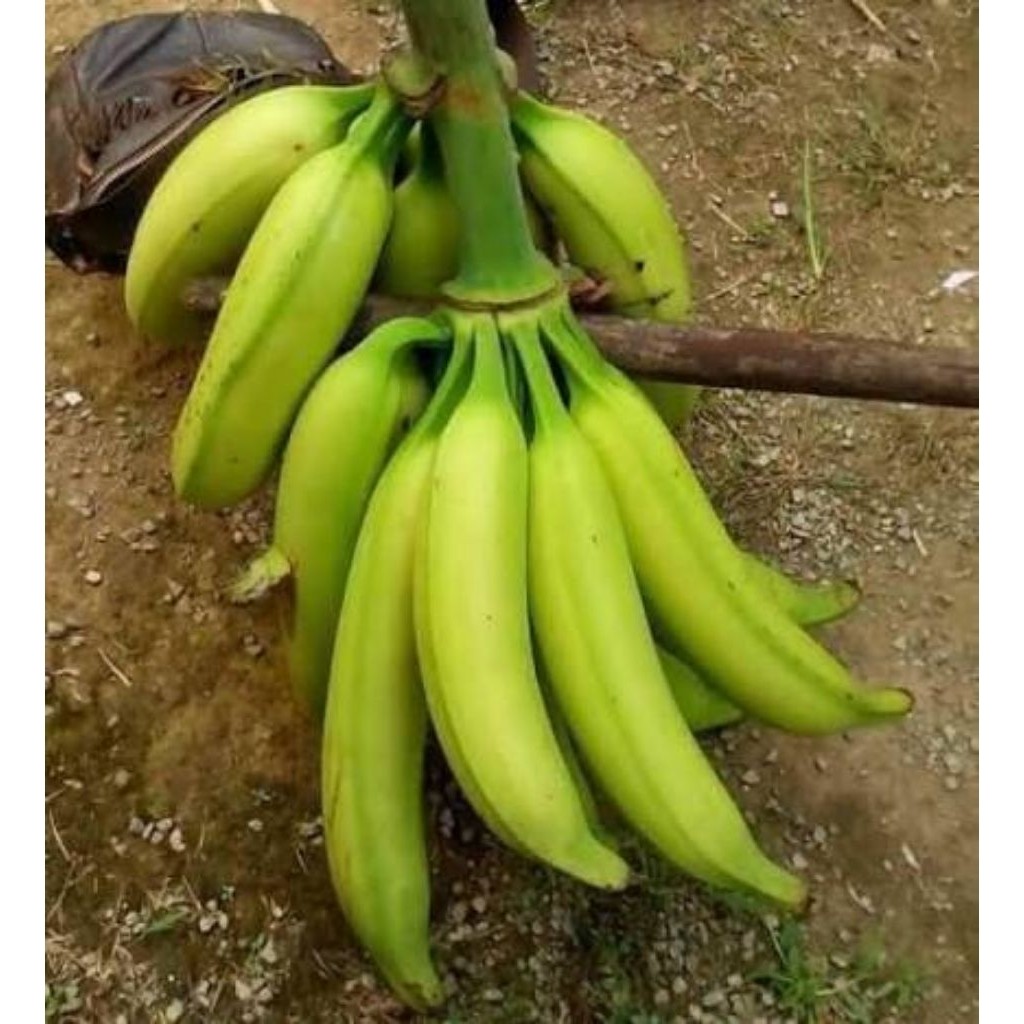 BIBIT PISANG TANDUK MADU SUPER ASLI Produktip