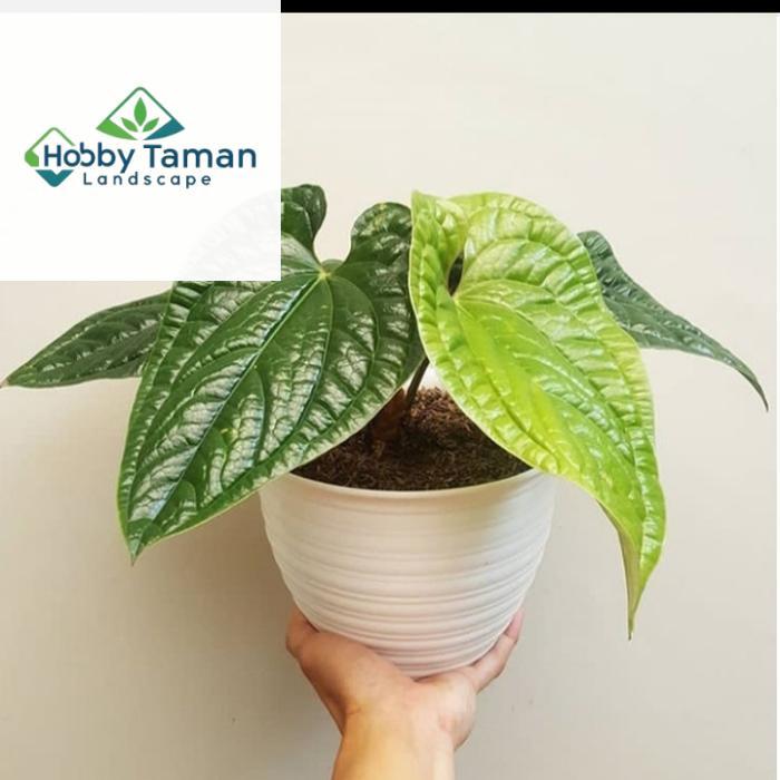 tanaman hias anthurium sirih / anthurium sirih