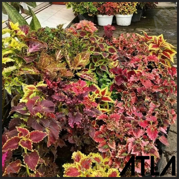 Tanaman Hias Miana Tricolor Pohon Kembang Coleus Jawer Kotok
