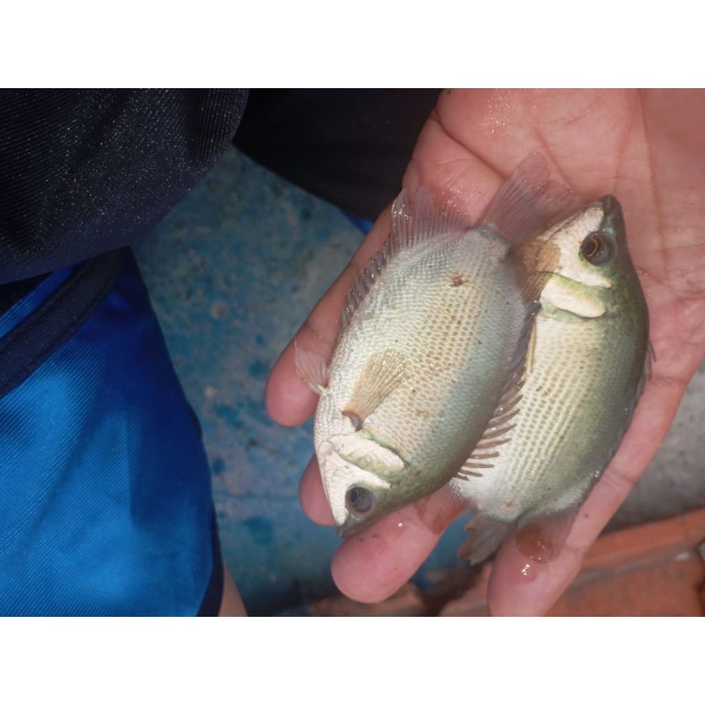 bibit / benih ikan tembakang / tarabakan ukuran 2 jari per ekor