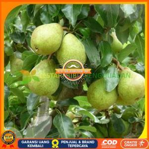 Bibit pohon buah pir hijau CV GLAMOUR ID