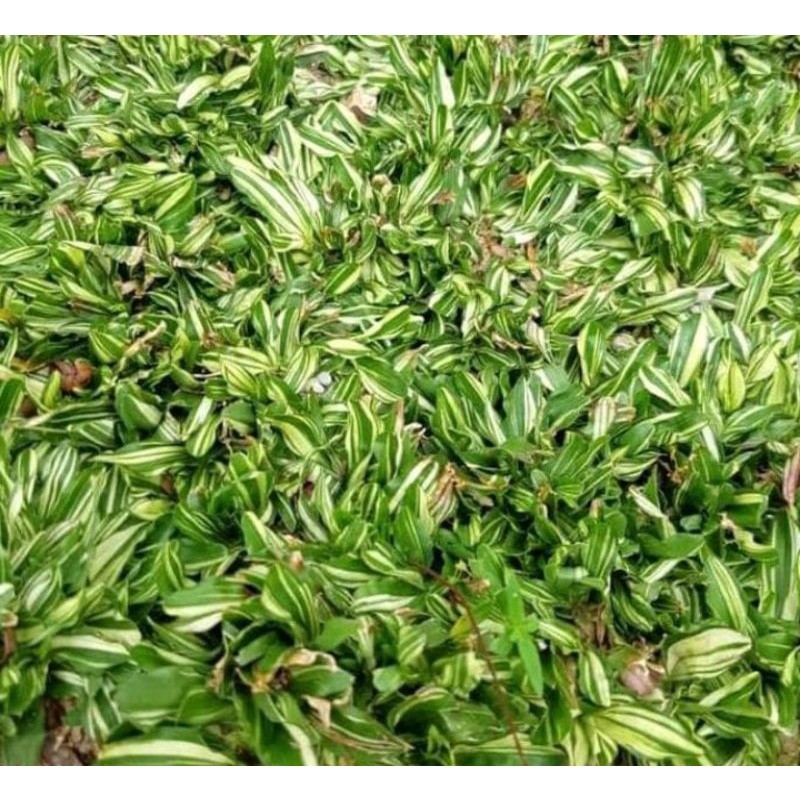 Asli Rumput Gajah Mini varigata satu meter