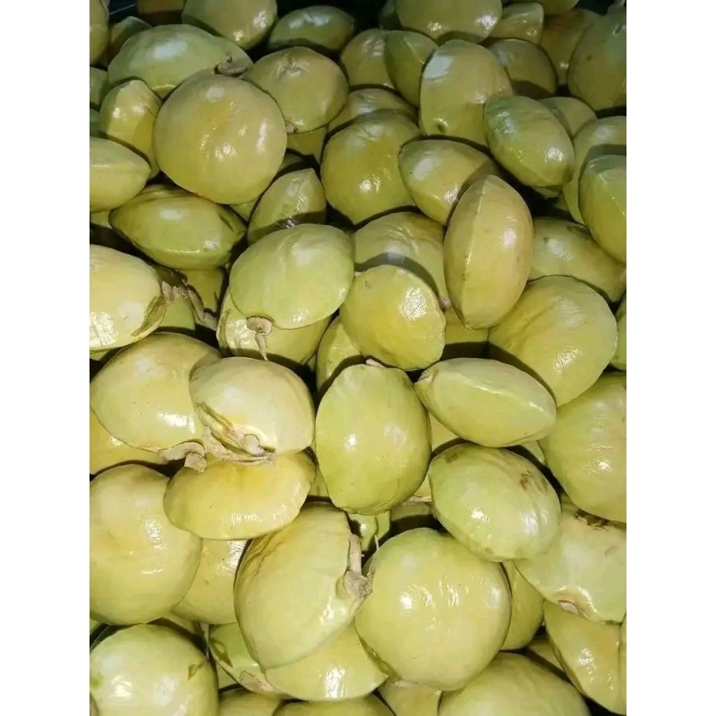 Jengkol Muda Lalap Jengkol Muda Untuk Lalapan