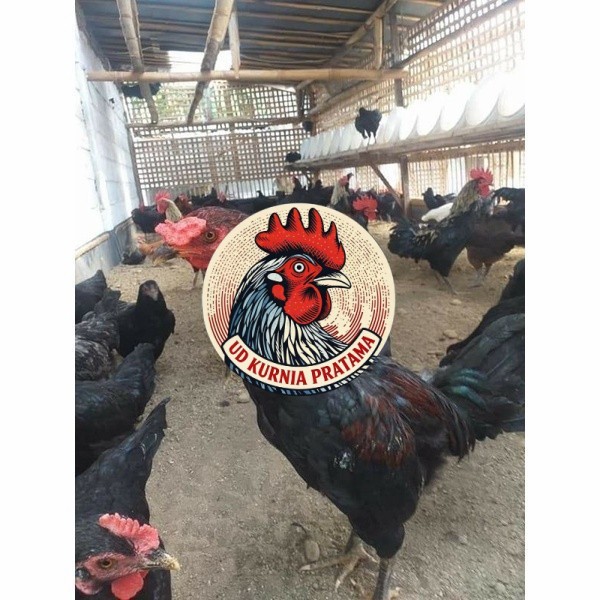 Telur ayam KUB petelur handal fertil siap ditetaskan - telur ayam kub UD KURNIA PRATAMA