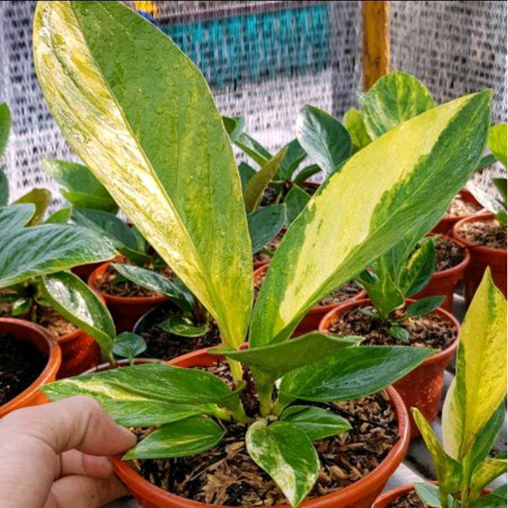 Tanaman hias Anthurium jemani cobra - Anthurium jemani cobra variegata - Anthurium variegata