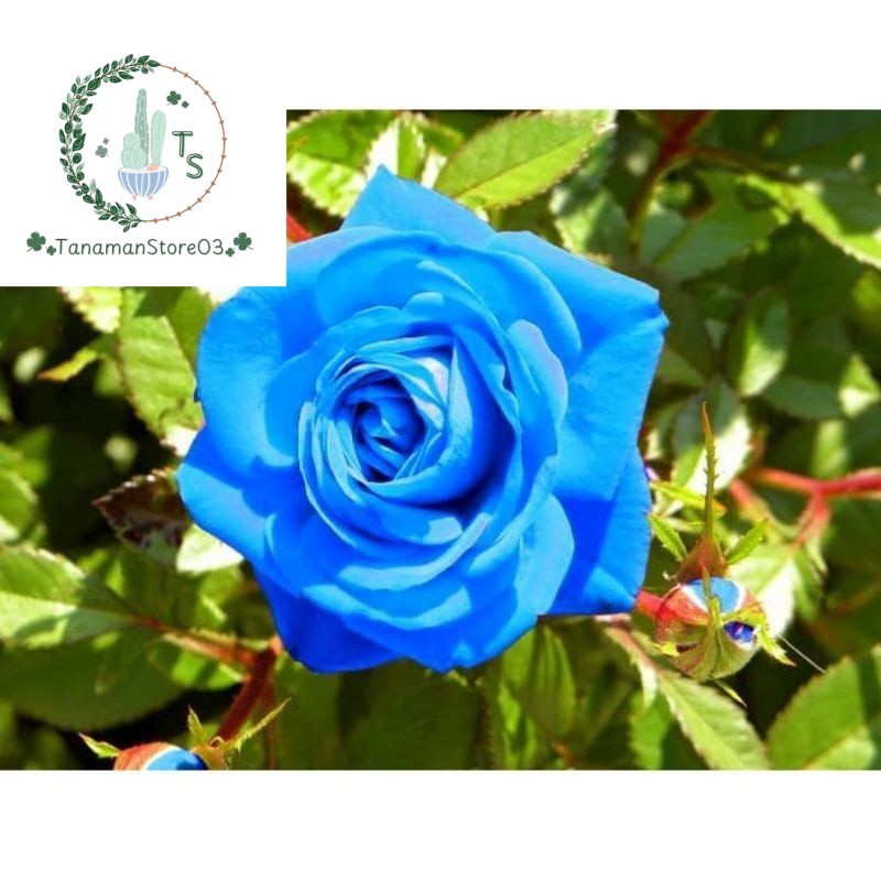 Tanaman hias mawar biru | bunga blue mawar hidup Tanaman Hias Mawar Sudah Kuncup