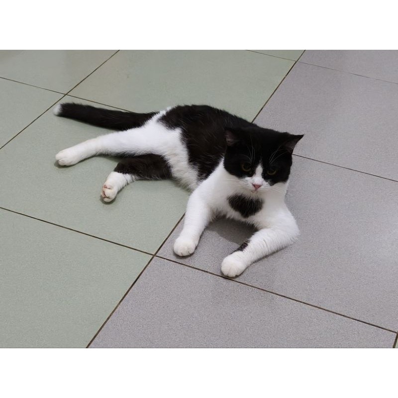 Kucing Jantan Bicolor Scottish BSH