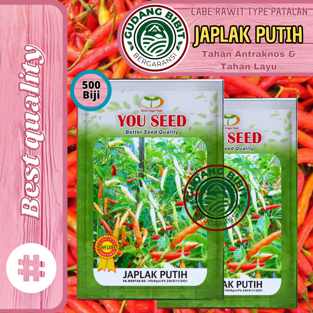 Benih Bibit Biji Cabe Rawit putih JAPLAK PUTIH 500 Biji Cap You seed