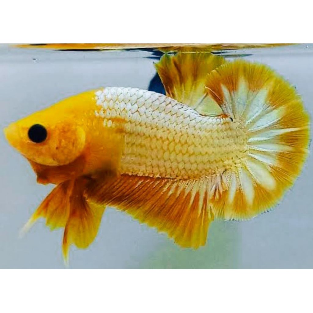 AKSESORIS AQUARIUM SEPASANG CUPANG YELLOW FCCP GRADE
