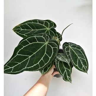 Anthurium crystallinum / Pohon kuping gajah - tanaman hias kuping gajah -Tanaman hidup bunga hias hi