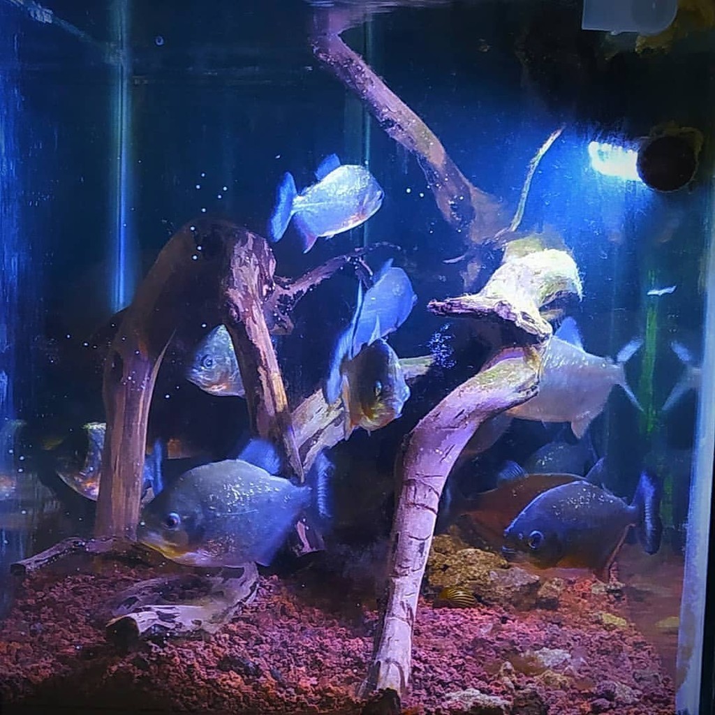 Senar pancing piranha ( ISI 10 ) aslilo  
 Red Belied / Red Belly  Air Tawar size 3/4 cm bawal amazo