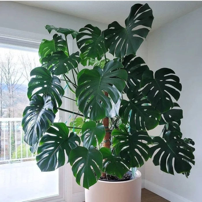 Monstera deliciosa philodendron daun terbelah / monstera king – Tanaman Hias Indoor Hidup monstera b