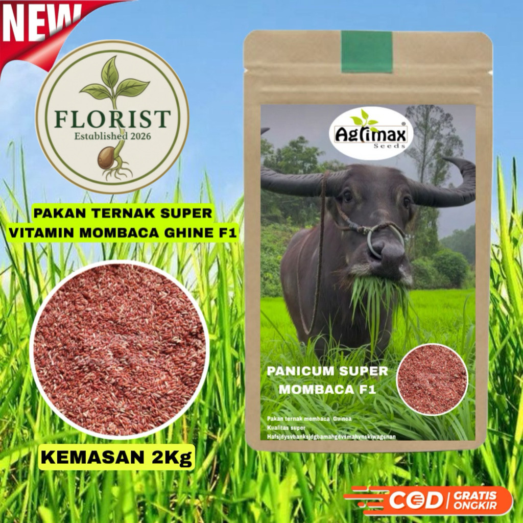Benih pakan ternak Mombaca ghine F1 kemasan 2Kg kualitas super pakan kambing sapi dan kerbau