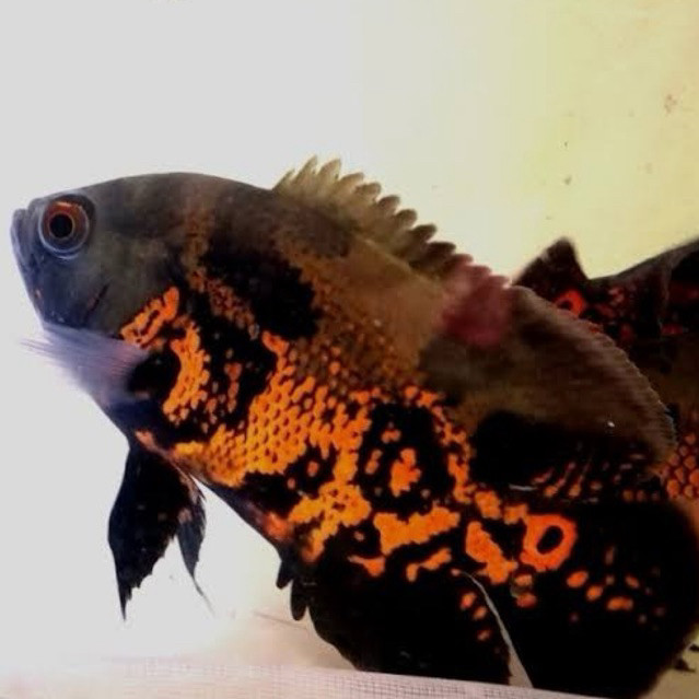Oscar Batik OSKAR Batik 2 jari Ikan Hias Predator Aquarium Kolam