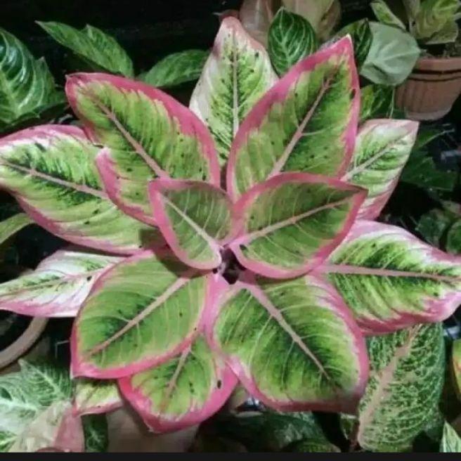 Tanaman Hias Aglonema lipstik Pink-Bunga Hidup Rumah Taman Indoor - Hijau