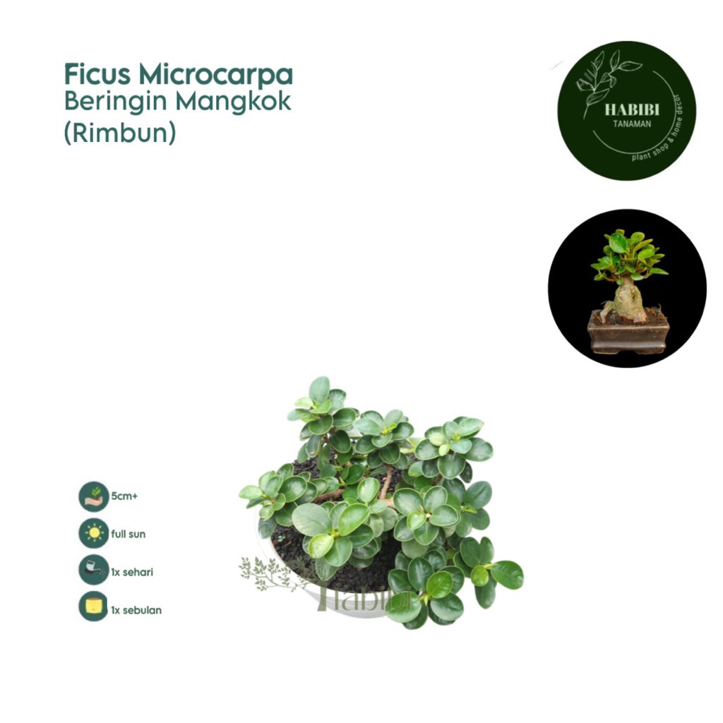 Beringin Dolar Mikro Mangkok Daun Kecil - ficus Microcarpa