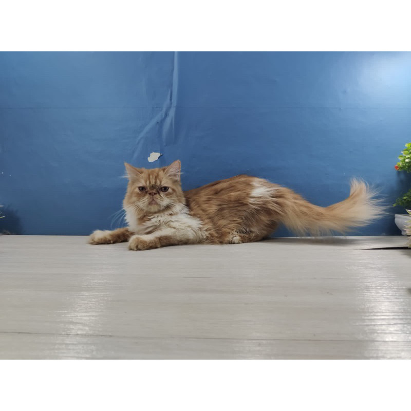 kucing peaknose betina longhair
