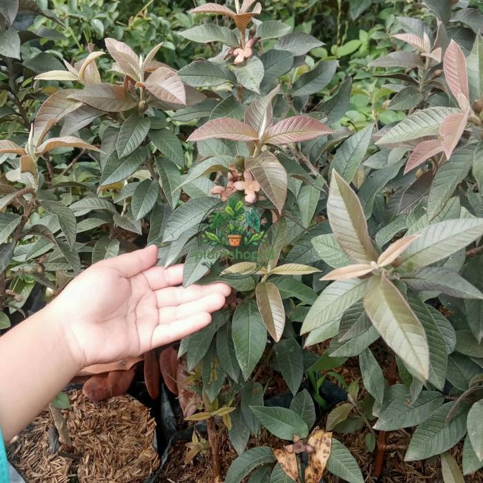 bibit jambu biji krikil merah super Plantshop id