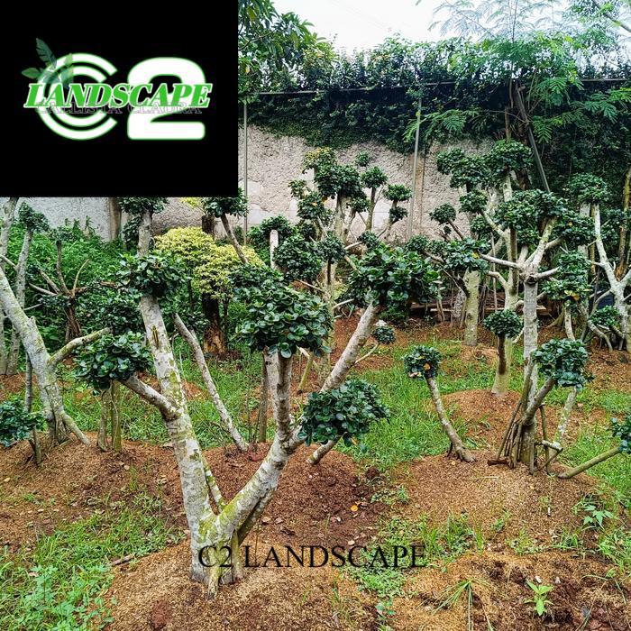 Tanaman Hias Bonsai Mikro - Pohon Bonsai dolar mikro - Bonsai Dolar