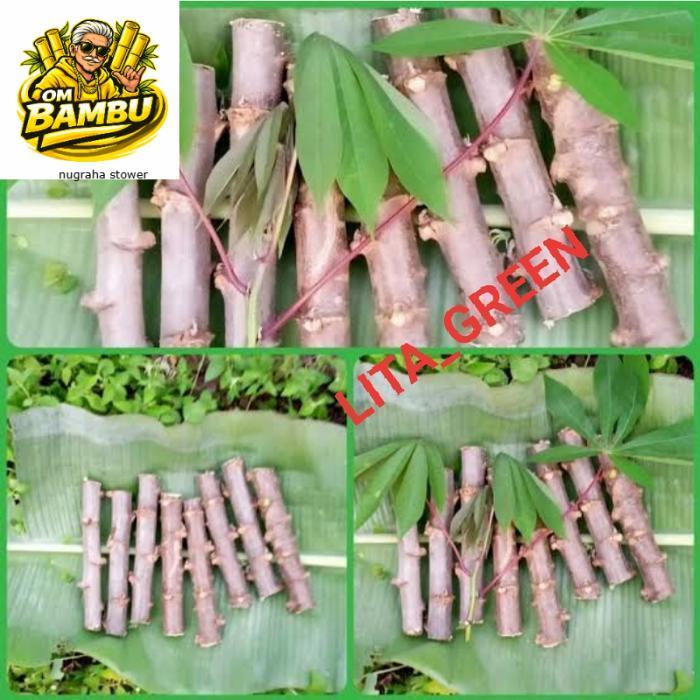 BIBIT POHON SINGKONG || JENIS MANGGU 1kg  batang