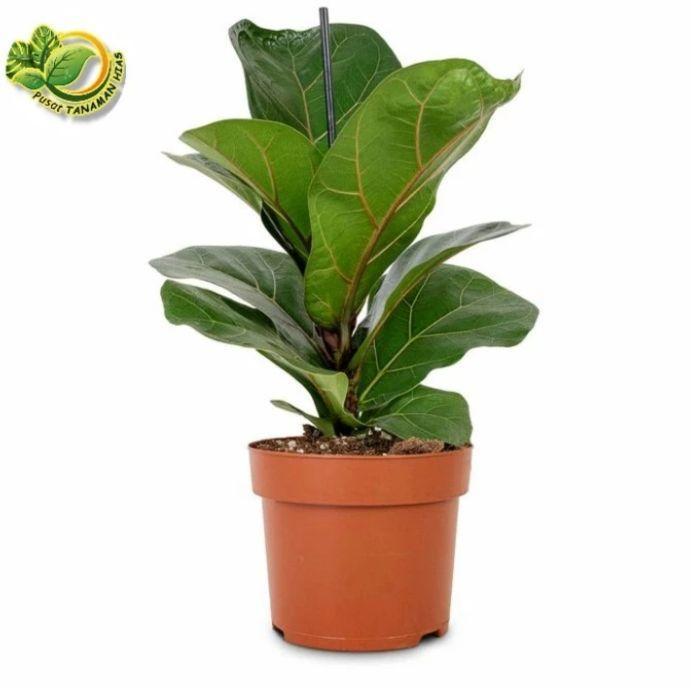 hiasan rumah tanaman Ketapang biola cantik siap kirim pothos palsu