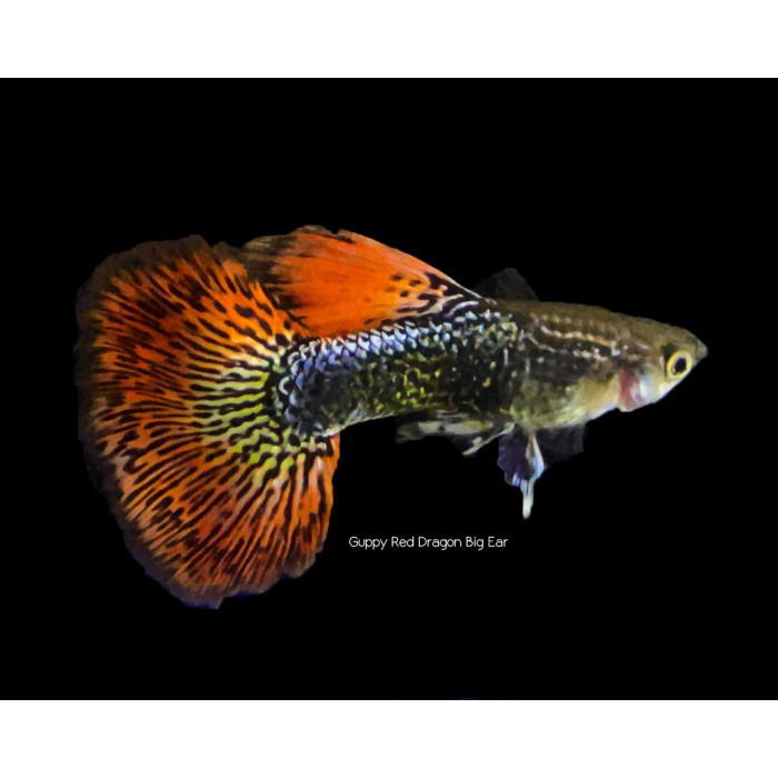Guppy Red Dragon Big Ear / Ikan Hias Air Tawar Aquascape