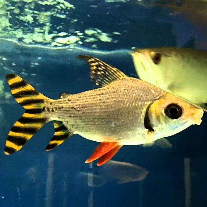 American Flagtail / Yellow Feifeng