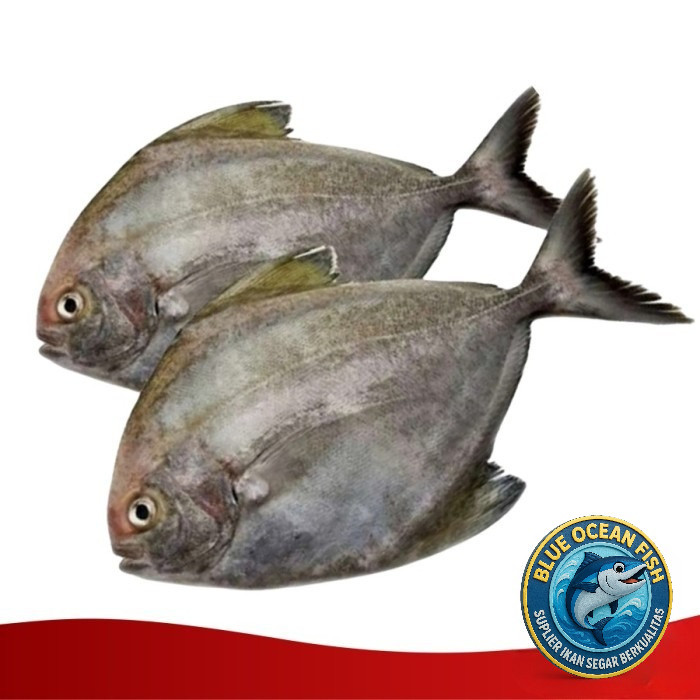 Bawal Hitam | Bawal Laut @500gr