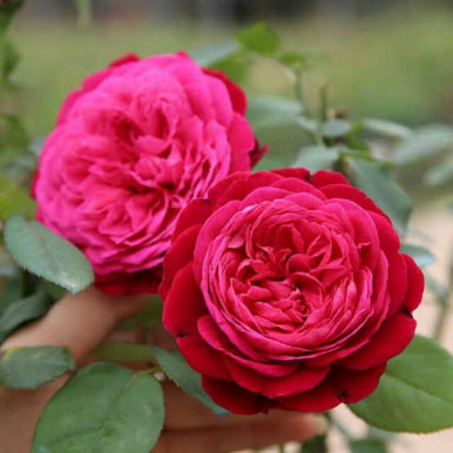 NEW bibit tanaman mawar impor Catie pink (WANGI )  kondisi berbunga