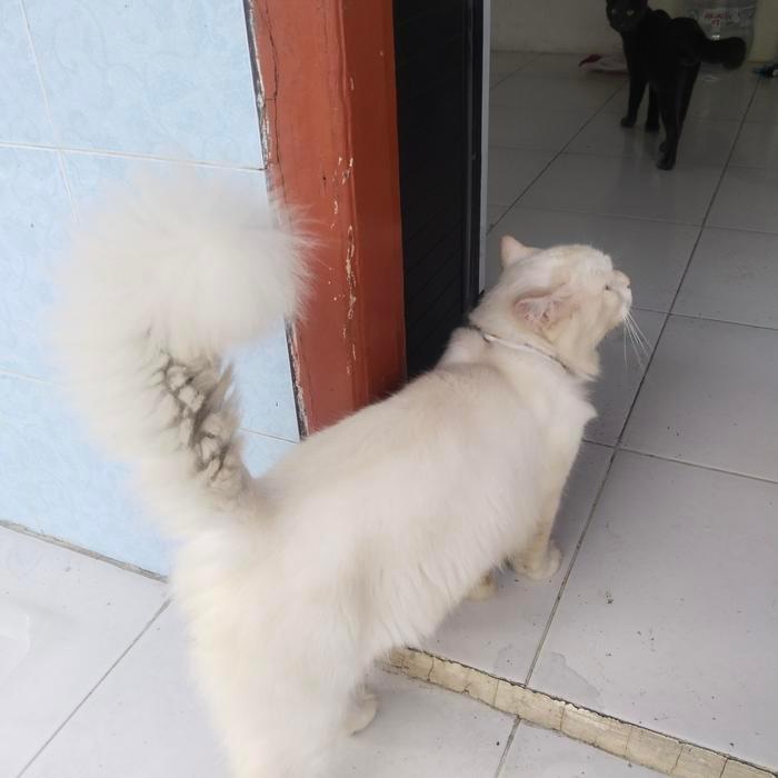 kucing putih imut persia lucu sekali