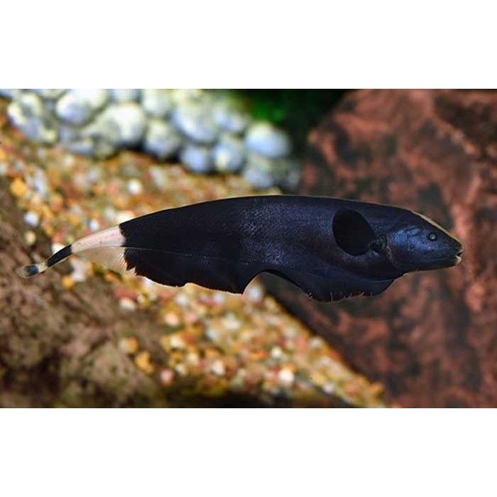 Ikan Black Ghost Ikan Hias Aquascape Terlaris Keren