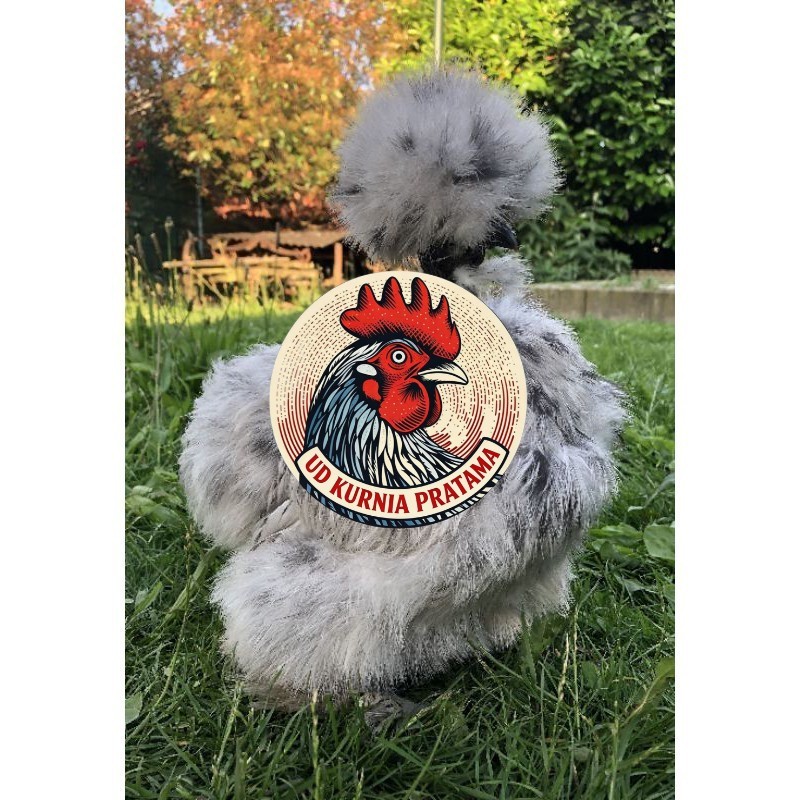 TELUR AYAM HIAS SHOWGIRL SILKY / KAPAS SILKY LEGUN UNTUK DI TETASKAN UD KURNIA PRATAMA
