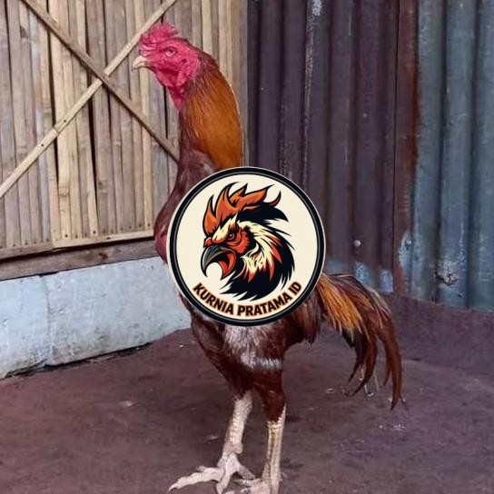 Telur ayam bangkok shamo brazil / ayam petarung aduan untuk ditetaskan KURNIA PRATAMA ID